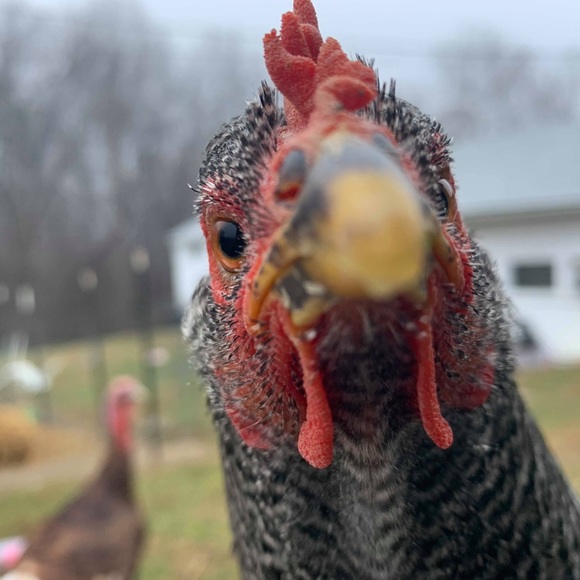 Meet your Posher, Calli - Picture 4 of 8